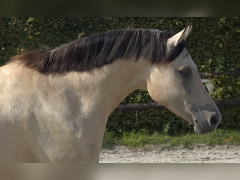 Deutsches Reitpony Stute 5 Jahre 146 cm Falbe in Krefeld