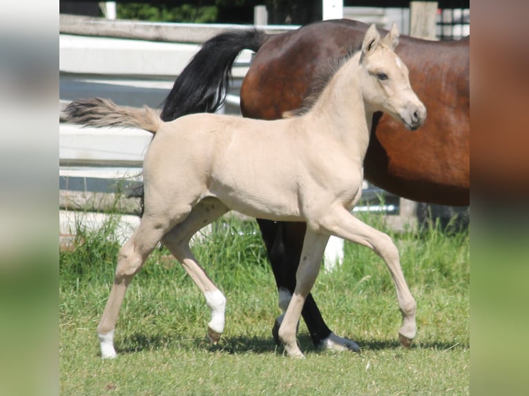 Deutsches Reitpony Stute 5 Jahre 146 cm Falbe in Krefeld