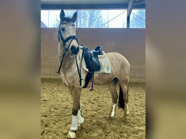 Deutsches Reitpony Stute 5 Jahre 146 cm Falbe in Rosendahl