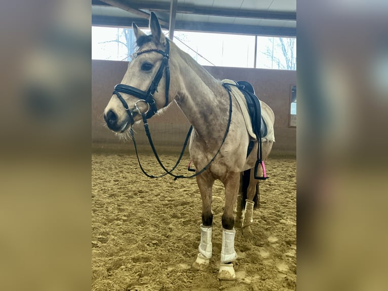 Deutsches Reitpony Stute 5 Jahre 146 cm Falbe in Rosendahl