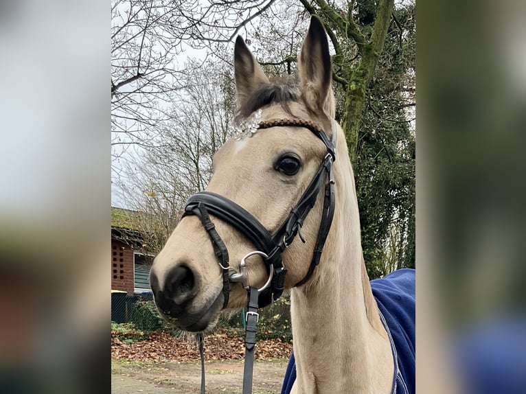 Deutsches Reitpony Stute 5 Jahre 146 cm Falbe in Rosendahl