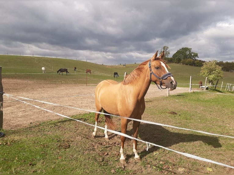 Deutsches Reitpony Stute 5 Jahre 146 cm Fuchs in Rahden