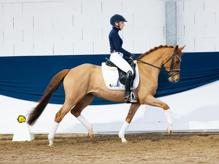 Deutsches Reitpony Stute 5 Jahre 146 cm Fuchs in Marsberg