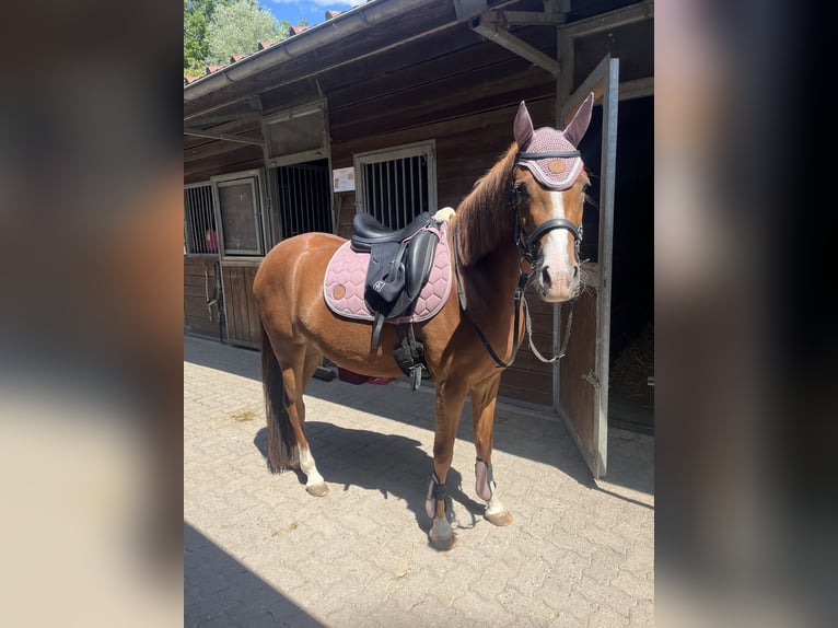 Deutsches Reitpony Stute 5 Jahre 146 cm Fuchs in Friedberg