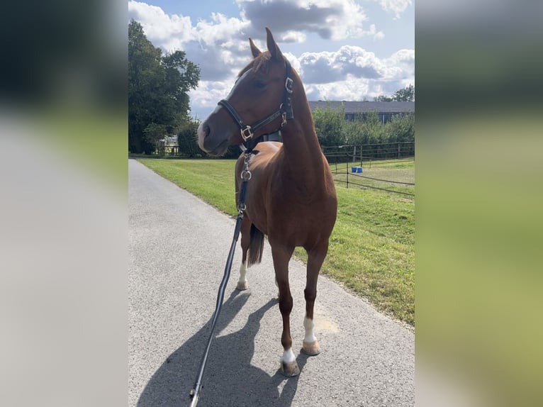 Deutsches Reitpony Stute 5 Jahre 146 cm Fuchs in Friedberg