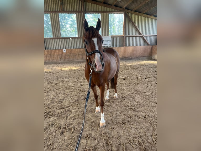 Deutsches Reitpony Stute 5 Jahre 146 cm Fuchs in Friedberg