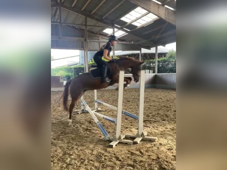 Deutsches Reitpony Stute 5 Jahre 146 cm Fuchs in Krefeld