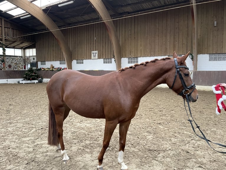 Deutsches Reitpony Stute 5 Jahre 146 cm Fuchs in Krefeld