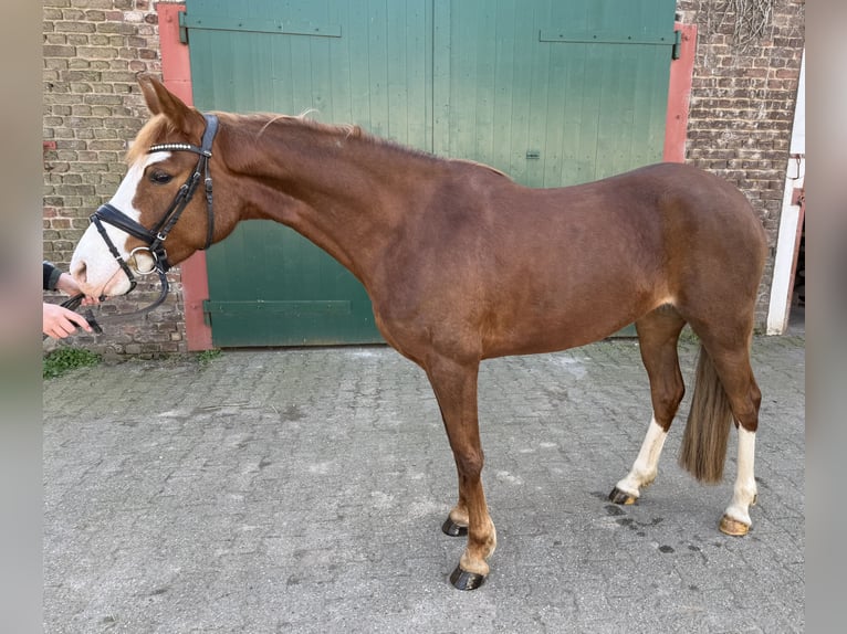 Deutsches Reitpony Stute 5 Jahre 146 cm Fuchs in Rheinberg