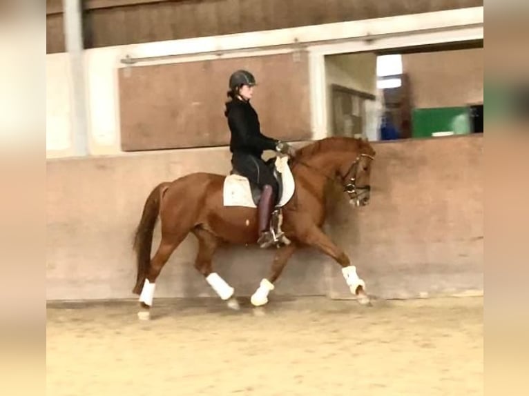 Deutsches Reitpony Stute 5 Jahre 146 cm Fuchs in Thalfang Deutsches Reitpony Stute 5 Jahre 146 cm Fuchs in Thalfang