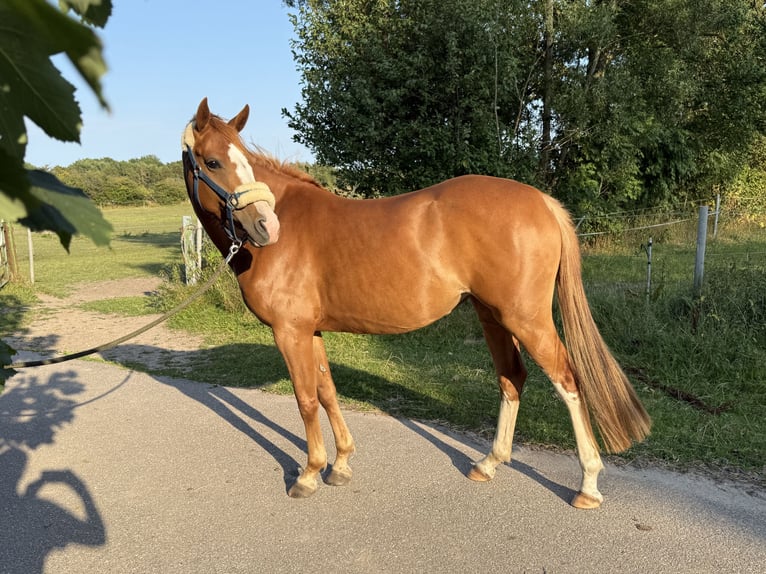 Deutsches Reitpony Stute 5 Jahre 146 cm Fuchs in Flensburg