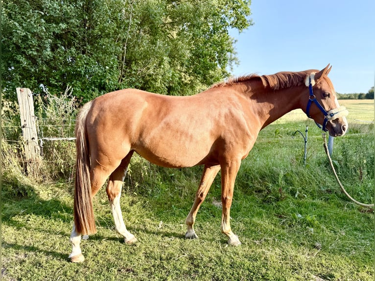 Deutsches Reitpony Stute 5 Jahre 146 cm Fuchs in Flensburg