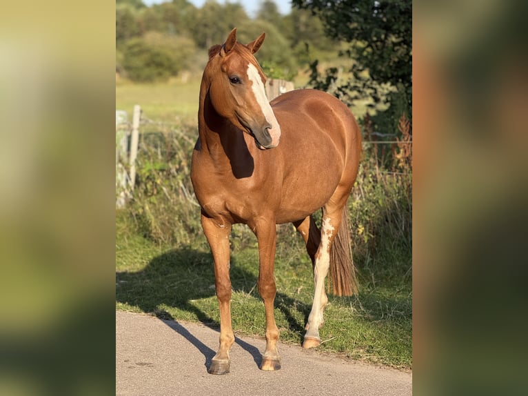 Deutsches Reitpony Stute 5 Jahre 146 cm Fuchs in Flensburg