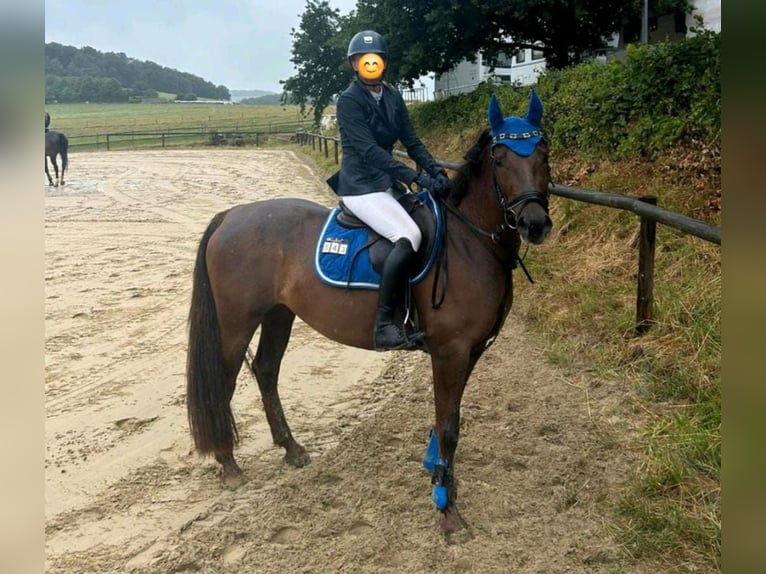 Deutsches Reitpony Stute 5 Jahre 146 cm Fuchs in Lindlar