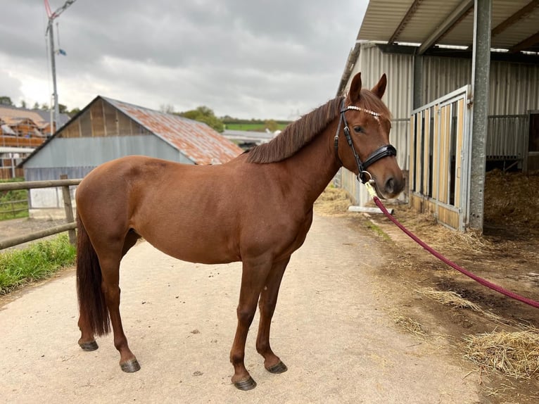 Deutsches Reitpony Stute 5 Jahre 146 cm Fuchs in Lindlar