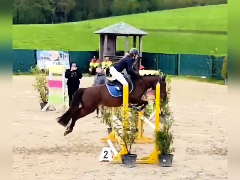 Deutsches Reitpony Stute 5 Jahre 146 cm Fuchs in Lindlar
