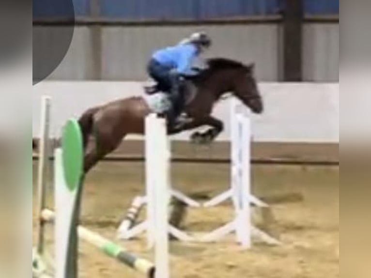 Deutsches Reitpony Stute 5 Jahre 146 cm Fuchs in Lindlar