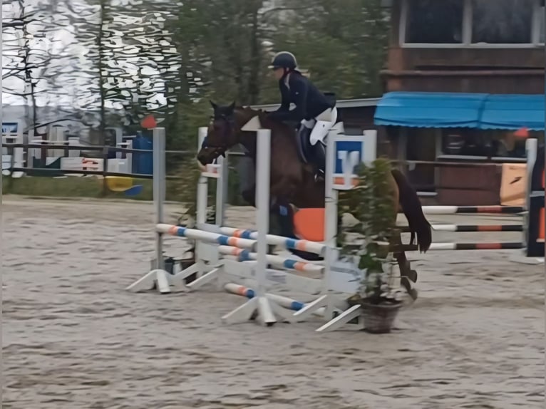 Deutsches Reitpony Stute 5 Jahre 146 cm Fuchs in Lindlar