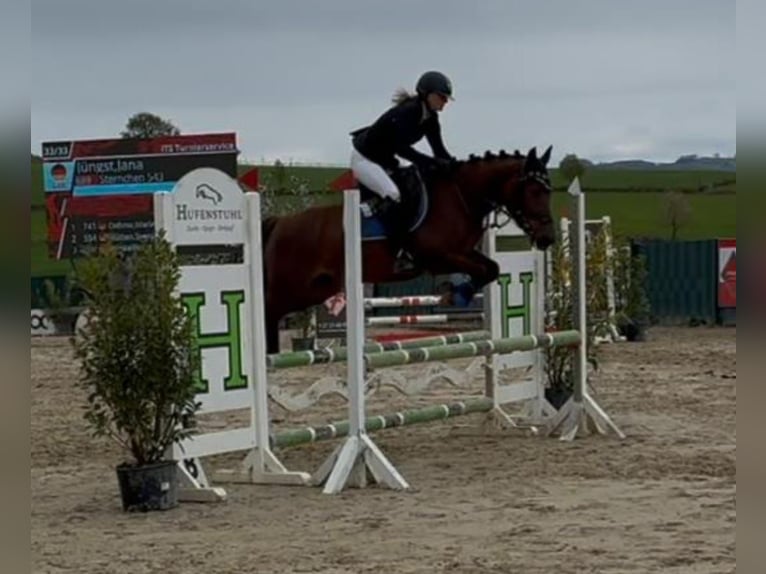 Deutsches Reitpony Stute 5 Jahre 146 cm Fuchs in Lindlar