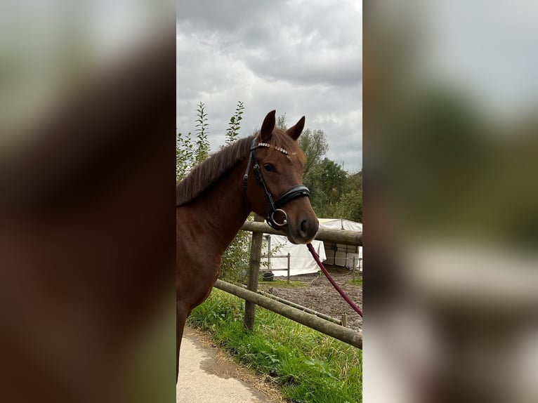Deutsches Reitpony Stute 5 Jahre 146 cm Fuchs in Lindlar