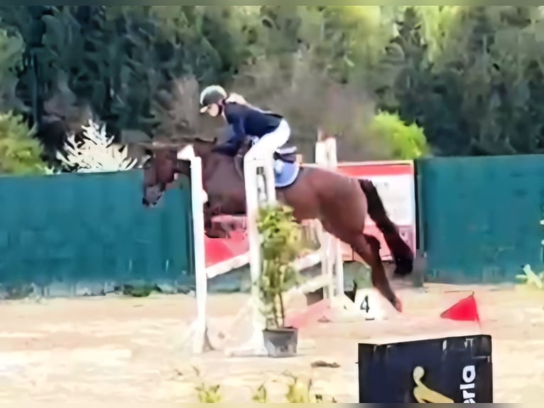 Deutsches Reitpony Stute 5 Jahre 146 cm Fuchs in Lindlar