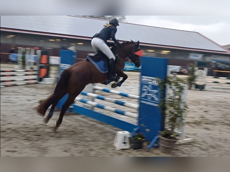 Deutsches Reitpony Stute 5 Jahre 146 cm Fuchs in Lindlar