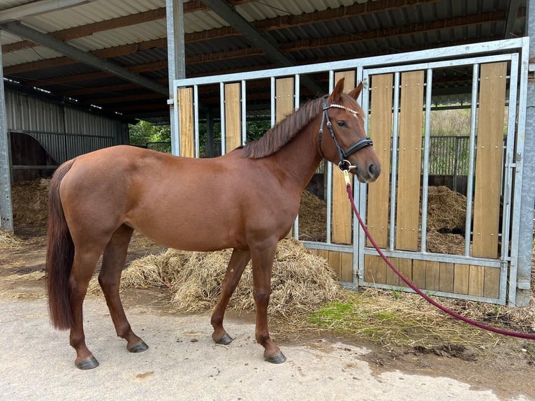 Deutsches Reitpony Stute 5 Jahre 146 cm Fuchs in Lindlar