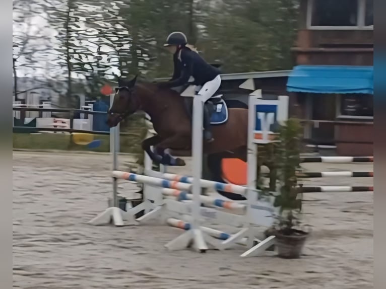 Deutsches Reitpony Stute 5 Jahre 146 cm Fuchs in Lindlar