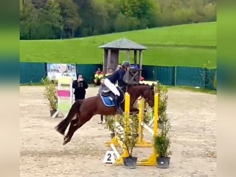 Deutsches Reitpony Stute 5 Jahre 146 cm Fuchs in Lindlar