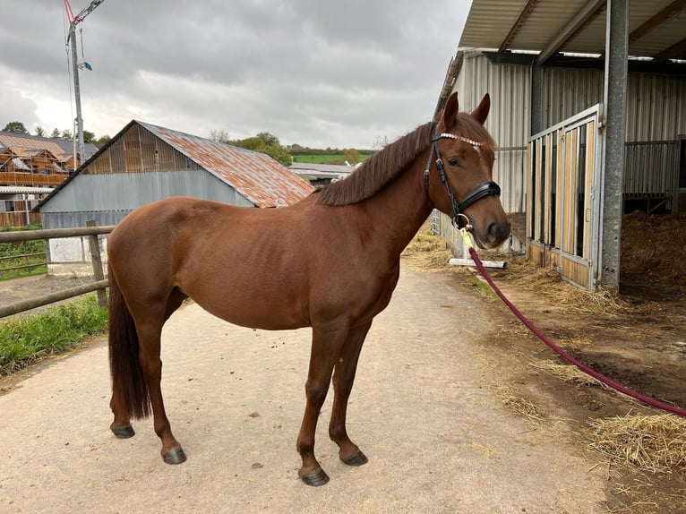 Deutsches Reitpony Stute 5 Jahre 146 cm Fuchs in Lindlar