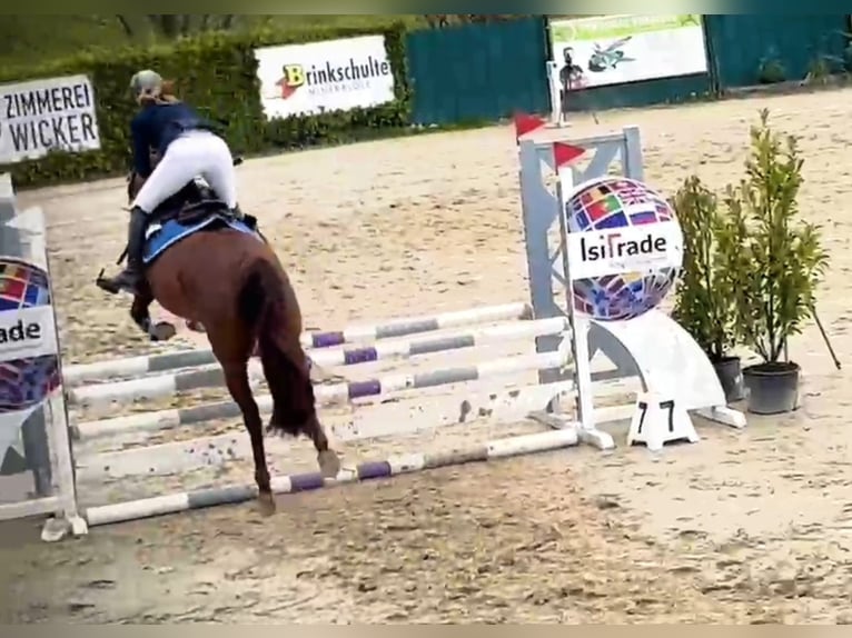 Deutsches Reitpony Stute 5 Jahre 146 cm Fuchs in Lindlar
