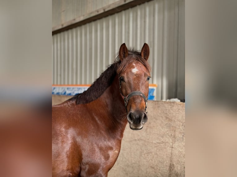 Deutsches Reitpony Stute 5 Jahre 146 cm Fuchs in Lindlar