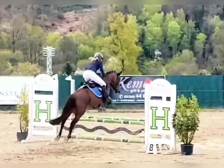 Deutsches Reitpony Stute 5 Jahre 146 cm Fuchs in Lindlar