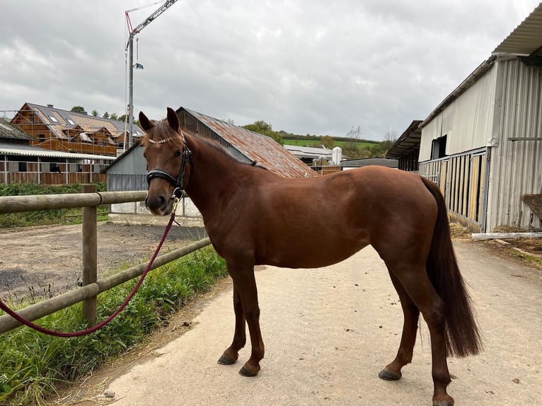 Deutsches Reitpony Stute 5 Jahre 146 cm Fuchs in Lindlar