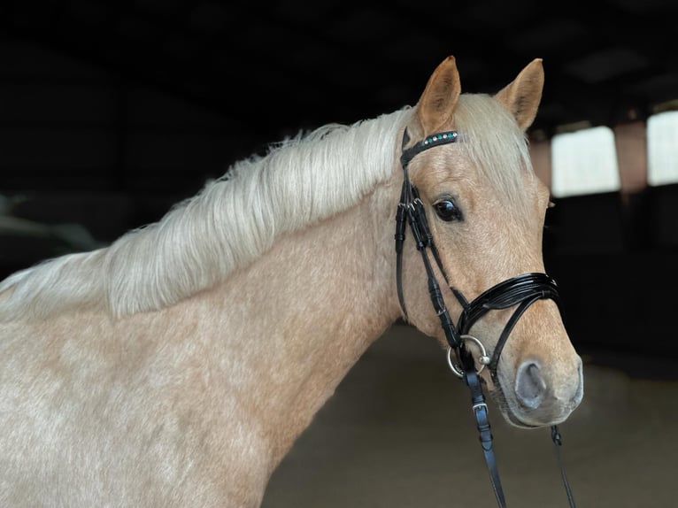 Deutsches Reitpony Stute 5 Jahre 146 cm Palomino in Kietz