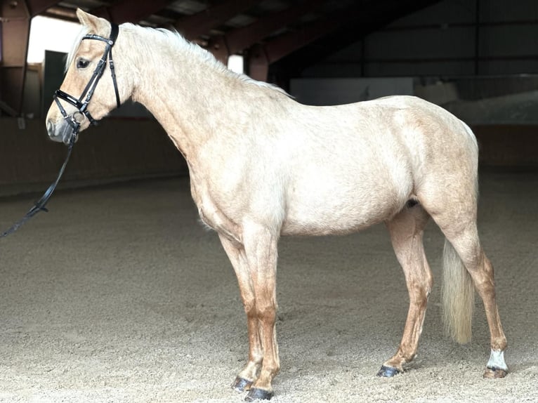 Deutsches Reitpony Stute 5 Jahre 146 cm Palomino in Kietz