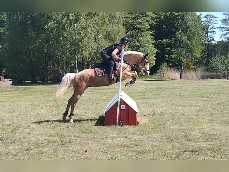 Deutsches Reitpony Stute 5 Jahre 146 cm Palomino in Rhauderfehn