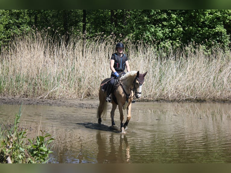 Deutsches Reitpony Stute 5 Jahre 146 cm Palomino in Rhauderfehn