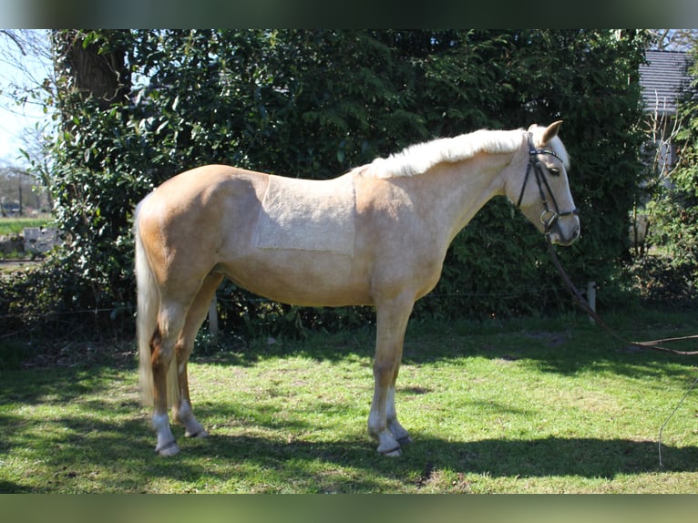 Deutsches Reitpony Stute 5 Jahre 146 cm Palomino in Rhauderfehn