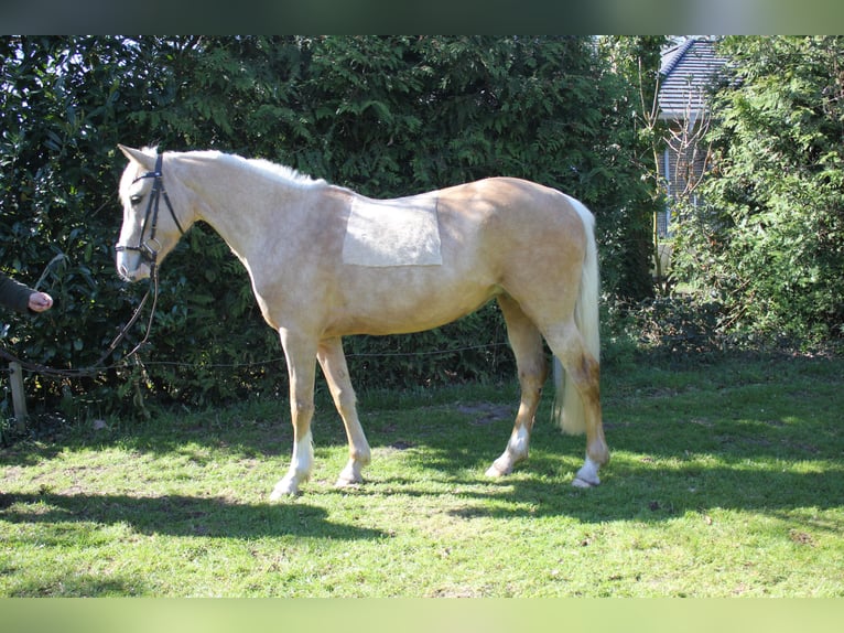 Deutsches Reitpony Stute 5 Jahre 146 cm Palomino in Rhauderfehn