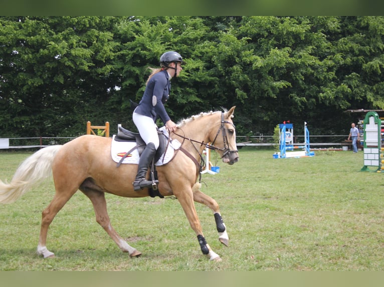 Deutsches Reitpony Stute 5 Jahre 146 cm Palomino in Rhauderfehn