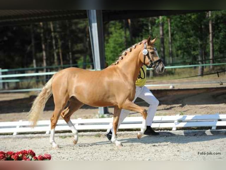 Deutsches Reitpony Stute 5 Jahre 146 cm Palomino in Wilburgstetten