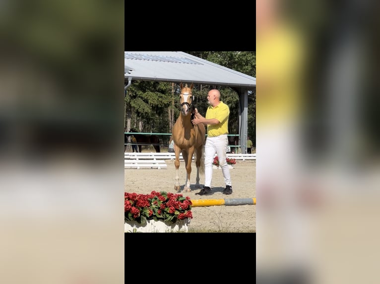 Deutsches Reitpony Stute 5 Jahre 146 cm Palomino in Wilburgstetten
