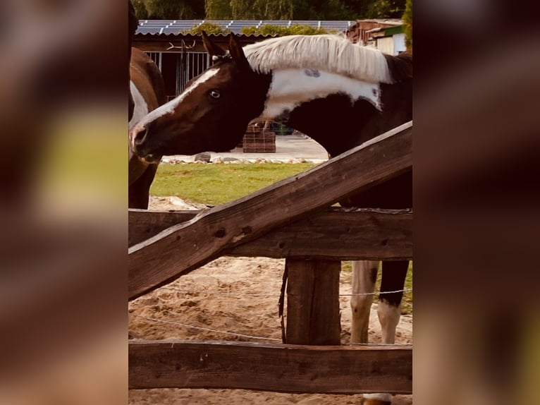 Deutsches Reitpony Stute 5 Jahre 146 cm Schecke in Demmin