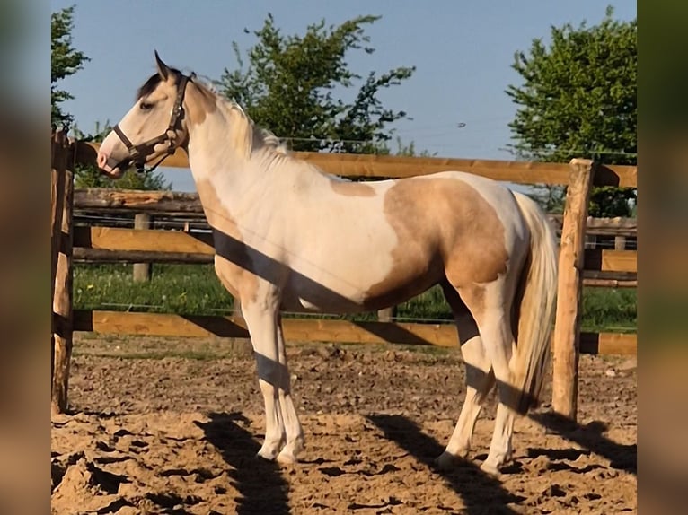 Deutsches Reitpony Stute 5 Jahre 146 cm Schecke in M&#xF6;nchengladbach
