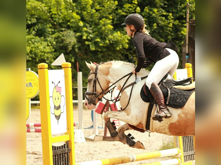 Deutsches Reitpony Stute 5 Jahre 146 cm Schecke in M&#xF6;nchengladbach
