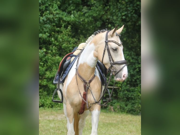 Deutsches Reitpony Stute 5 Jahre 146 cm Schecke in M&#xF6;nchengladbach