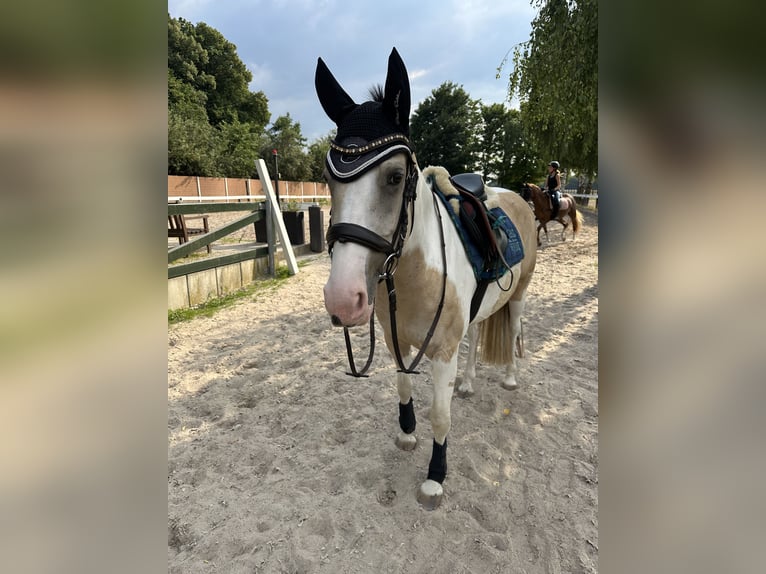 Deutsches Reitpony Stute 5 Jahre 146 cm Schecke in Duisburg