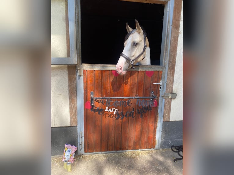 Deutsches Reitpony Stute 5 Jahre 146 cm Schecke in Duisburg