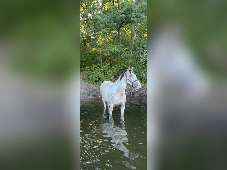 Deutsches Reitpony Stute 5 Jahre 146 cm Schecke in Duisburg